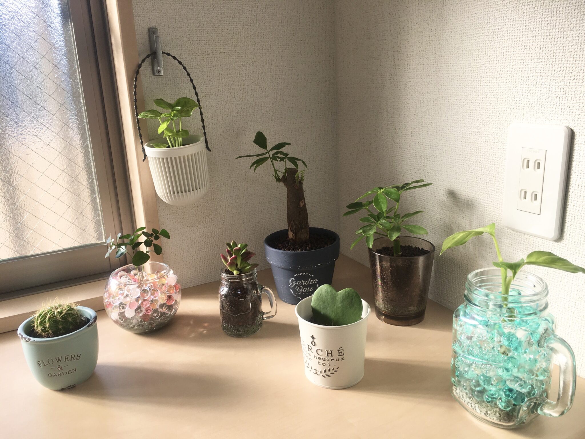 100均観葉植物の育てやすいおすすめ種類まとめ!!植え替え方法もご紹介!