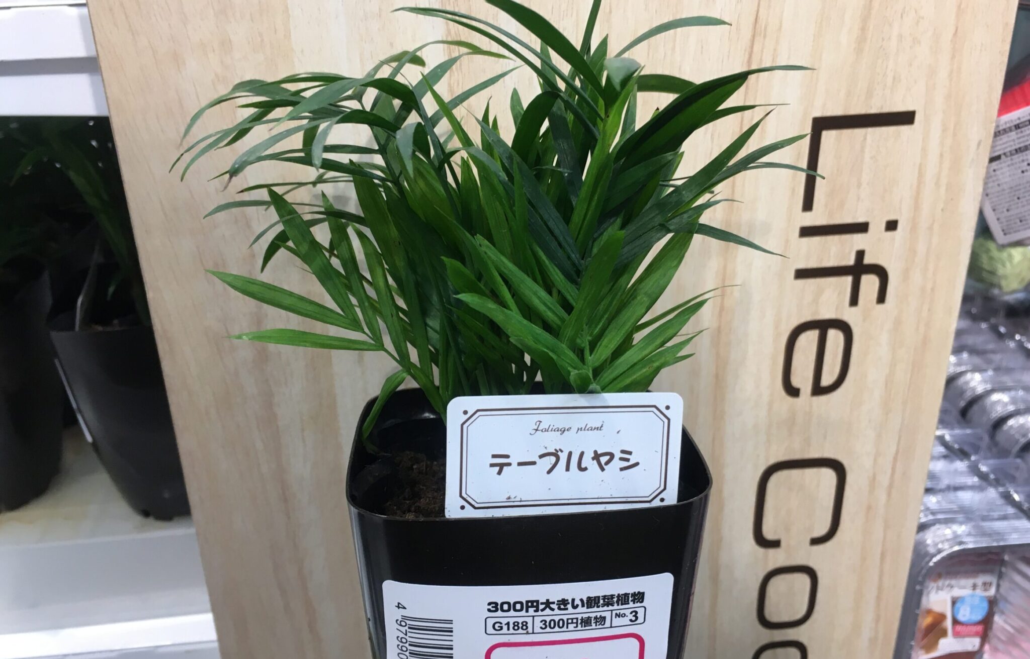 100均観葉植物の育てやすいおすすめ種類まとめ!!植え替え方法もご紹介!