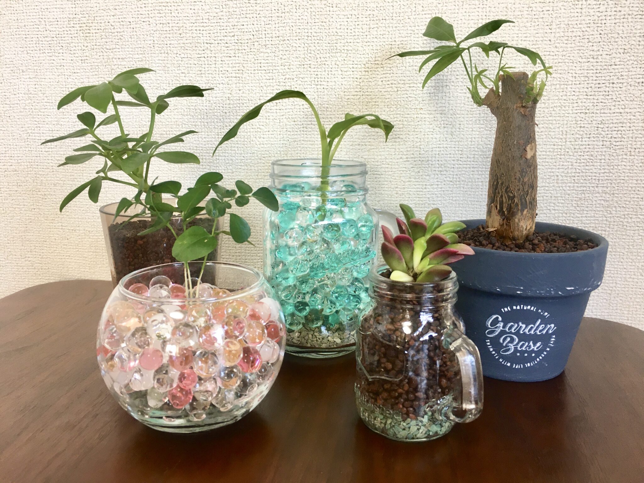 100均観葉植物の育てやすいおすすめ種類まとめ!!植え替え方法もご紹介!