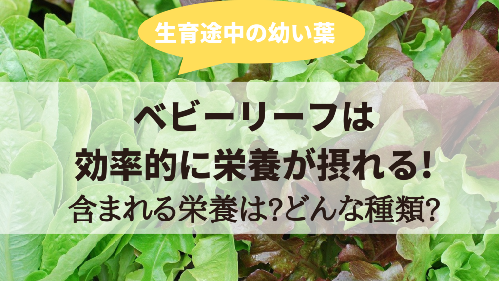 ベビーリーフは体に悪い影響なし 含まれる栄養や簡単レシピも紹介