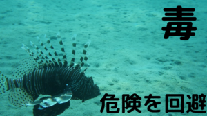 カサゴに似た魚を釣った時の見分け方 釣る時は毒を持つ魚に要注意