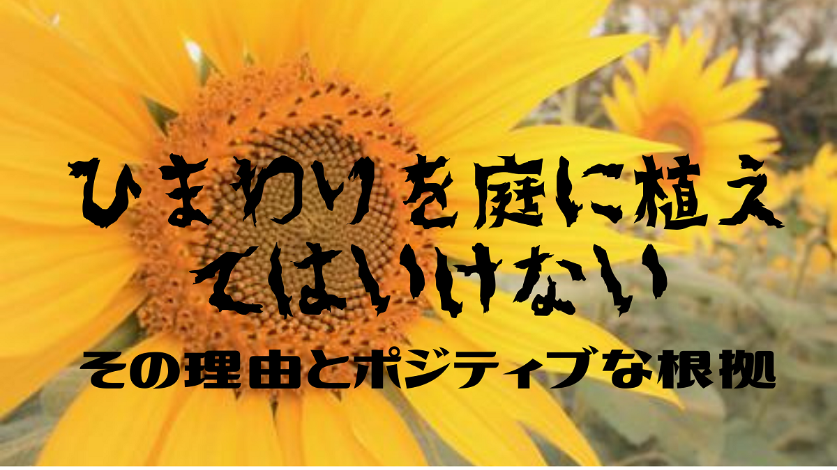 ひまわりを庭に植えてはいけない３つの噂は迷信とイメージだった