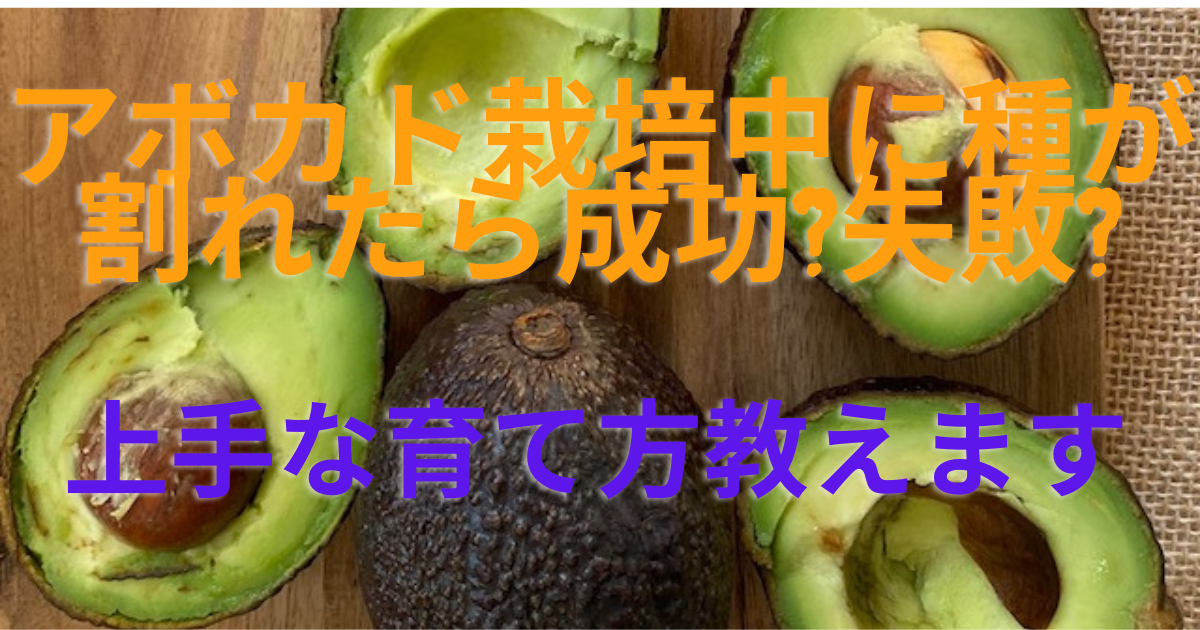 アボカド栽培中に種が割れたら成功 失敗 上手な育て方教えます